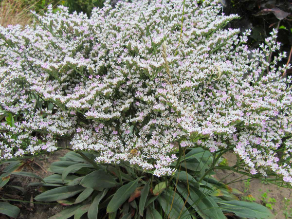 Кермек татарский