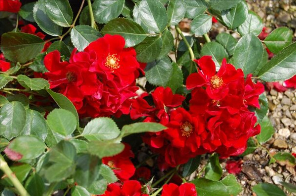 Роза канадская почвопокровная Альпенглухен