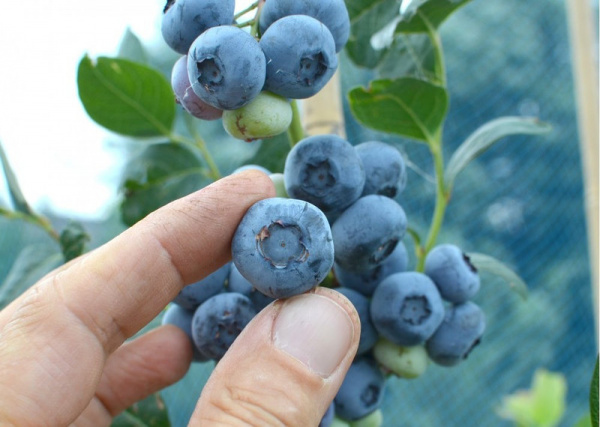 Голубика Река