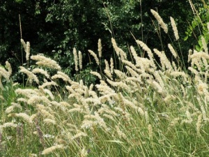 Перловник наибольший