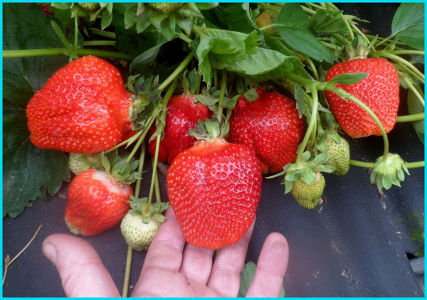 Земляника садовая  сорт Азия