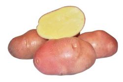 Семенной картофель (элита) Беллароза  