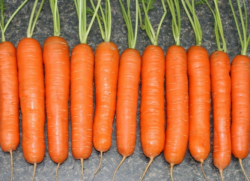 Морковь Самсон А 1г