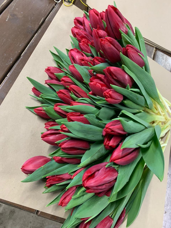 Тюльпан Strong Love