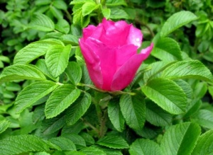 Роза морщинистая (ругоза)  40-60см