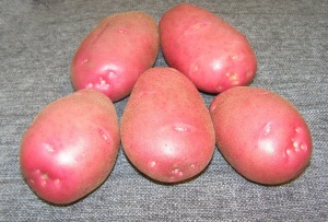 Семенной картофель (клоны) сорт Каменский 