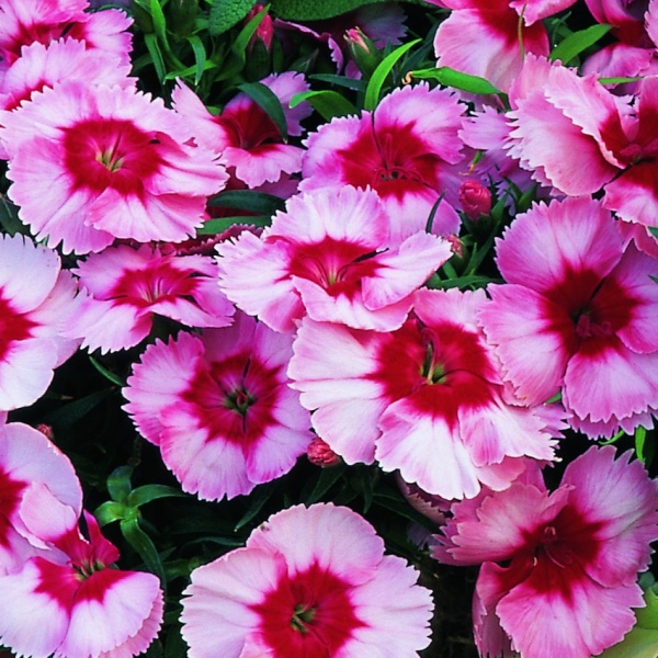 Гвоздика китайская 