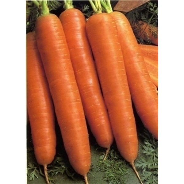 Морковь Красный великан  А 1,5г