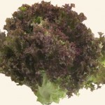 Салат Лоло-Росса А  0,3 гр (листовой)