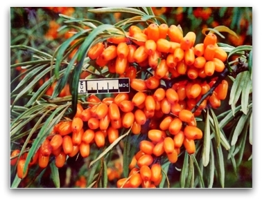 Облепиха Этна
