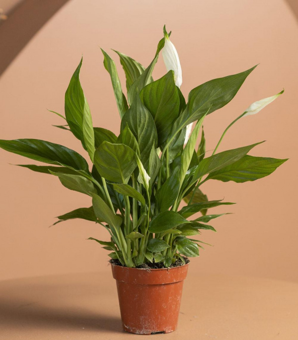 Спатифиллум