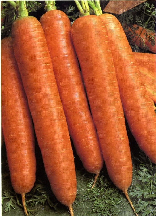 Морковь Королева осени А 1,5гр