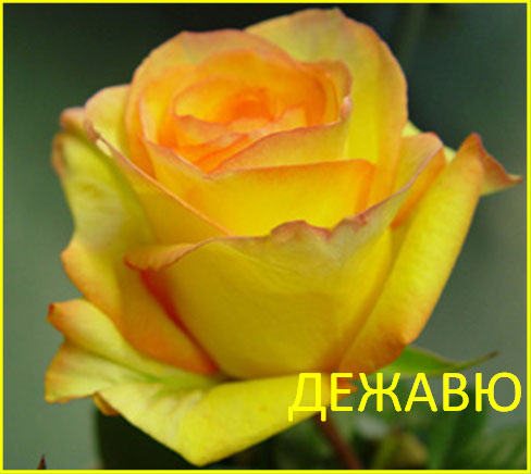 Роза чайно-гибридная Дежавю