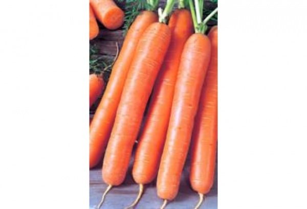 Морковь Форто А 1,5г
