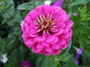 Циния розовая  А 0,2гр