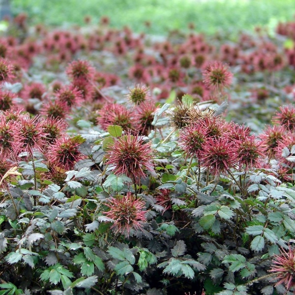 Ацена мелколистная