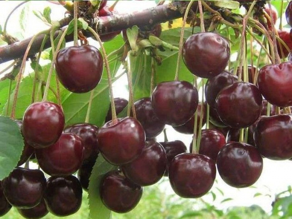 Вишня Новелла