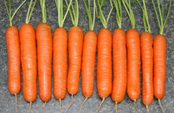 Морковь Нантская 4 А 1.5г