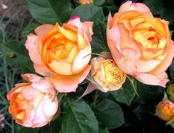 Роза миниатюрная Бейби романтика