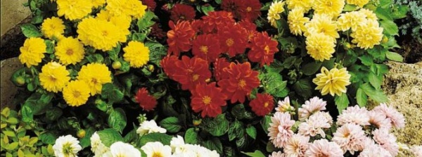 Георгина «Фигаро» красная и желтая