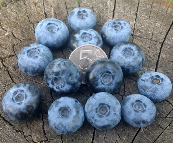 Голубика Патриот