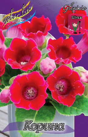 Глоксиния Корина