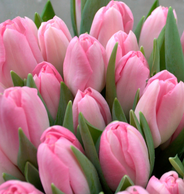 Тюльпан Dinasty