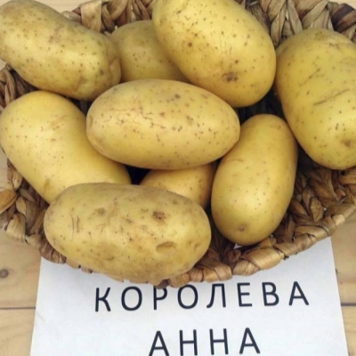 Семенной картофель (репродукция) Королева Анна